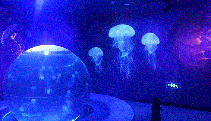 Let’s guess which is a genuine jellyfish.